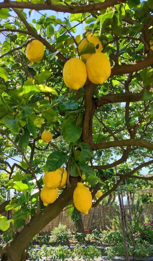 La Primavera Anacapri  Dış mekan fotoğraf